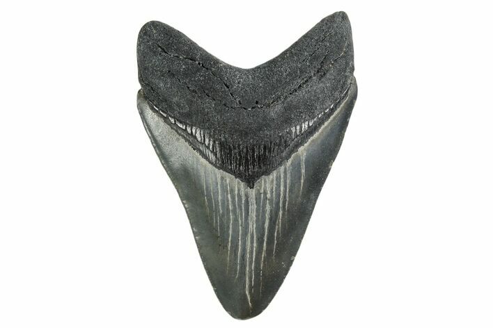 , Fossil Megalodon Tooth - Georgia #338756